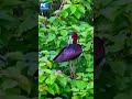 Rare glossy ibis spotted in S China&#39;s Guilin