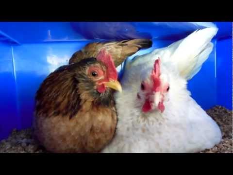 Video: Eiers-asperend! Op Broody Hens (en Wat Hulle Ons Kan Leer)