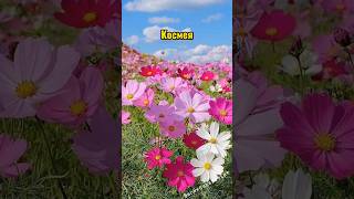 Неприхотливые однолетники Часть 2. #shorts #youtubeshorts #trending #shortvideo #flowers #природа