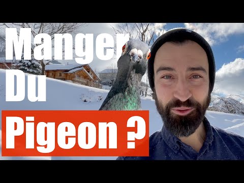 Vidéo: Peut-on manger des œufs de pigeon ?