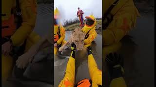 Heroic Rescue Team dressed in duck suits save a mother lion from catfish attack