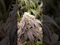 morrocan peach x starburst Masonic seed.