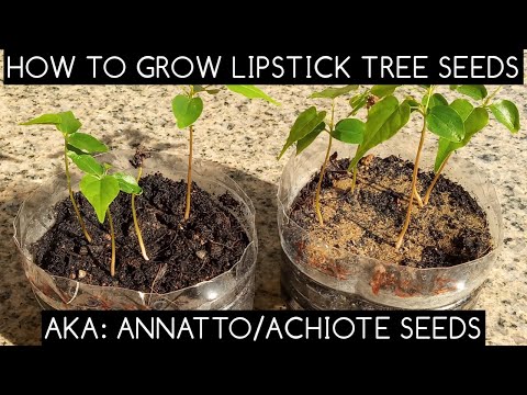 וִידֵאוֹ: Annatto Achiote Information: How To Grow An Achiote Tree In The Garden