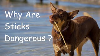 Why are Sticks Dangerous for Dogs