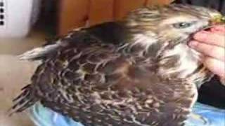 Feeding a Red-Shouldered Hawk