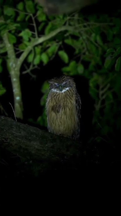 Suara Horor Burung Hantu 🎵 🦉