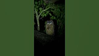 Owl Horror Sound 🎵 🦉
