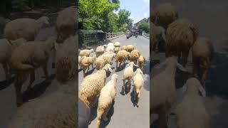 Lagi Ngantar Orderan Ketemu Penggembala Kambing anakkambing kambing