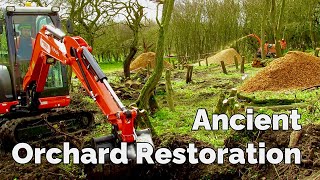 Ancient Orchard and Meadow Restoration  Yorkshire  England  4K