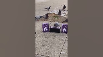 Thumbnail of Pigeon rave