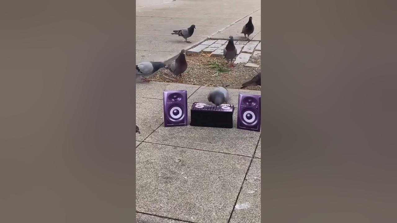 Pigeon rave