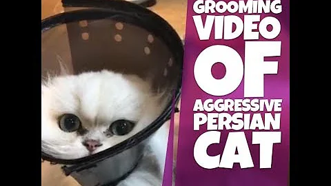 Video 11030571: persian cat grooming, cat feline, domestic house cat