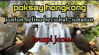 Suara air terjun dan burung poksay hongkong. Mantab.