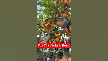Hồng tứ quý - hiếm có cây nào vừa đẹp đang, vừa sai, vừa ngon như cây này ☎️092.391.6866 #hongtuquy