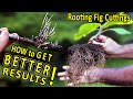 Rooting Fig Cuttings | Improved Method for Better Results | Bigger and Healthier ROOTS and PLANTS
