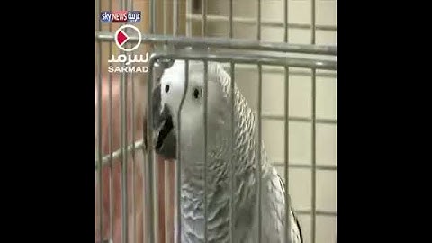 ببغاء يقرأ سورة الإخلاص روووعة 😢😢😢