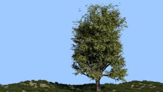 Как быстро создать реалистичное дерево в Blender