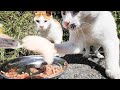 日本の空腹で凶暴な野良猫たちにご飯をあげると・・・ さくらねこたちへのエサやり【視聴するだけでも野良猫たちを助けることになります】視聴者様とご支援者様と猫たちに神のご加護を！
