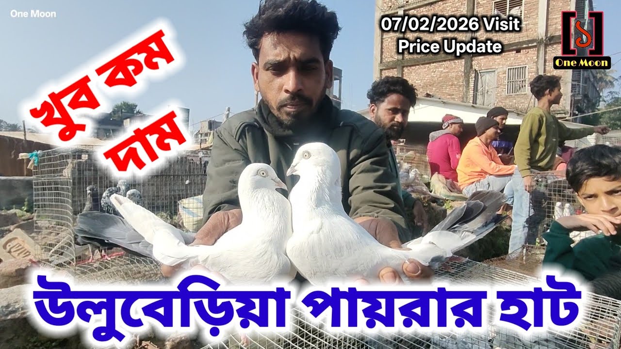 উলুবেড়িয়া পায়রার হাট | Cheapest Pet Market In Kolkata | Uluberia Pigeon Market 07/02/2026 Visit 