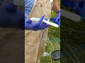 Showing How To insert CIDR device in cow. #paceacre #cow #homestead #farmlife #breeding