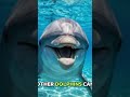 Dolphins Have Names! 🐬😱 #Dolphin #AnimalFacts #Wildlife #Nature  #animalfacts #Shorts #YouTubeShorts