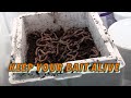 Keeping Nightcrawlers Alive in a Worm Farm