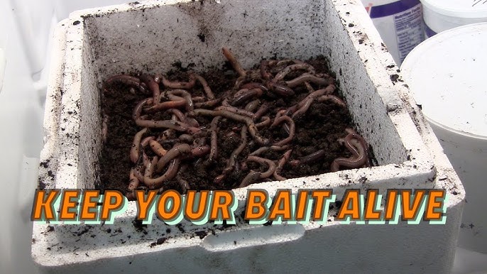 DIY Worm Farm For Fish Bait 