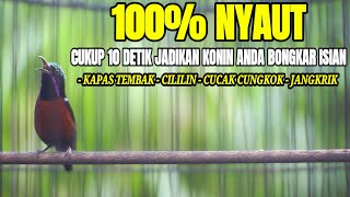 MASTERAN KONIN ISIAN CILILIN CUCAK CUNGKOK KAPAS TEMBAK JANGKRIK
