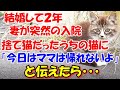 #71【猫の感動する話】結婚して2年。妻が突然の入院。妻が可愛がっている捨て猫だったうちの猫に「今日はママ家に帰れないよ」と伝えたら・・・