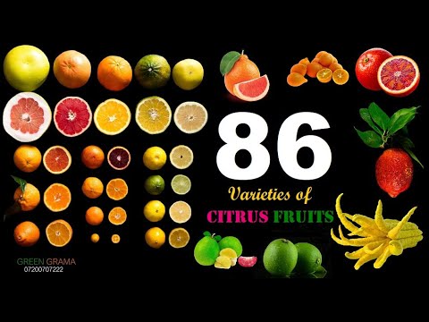 ვიდეო: რა ხილია გრეიფრუტის ოჯახში?