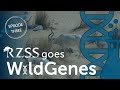 Meet the critically endangered addax | RZSS Goes WildGenes