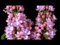 Waltz of Flowers &Time Lapse Flowers Blooming