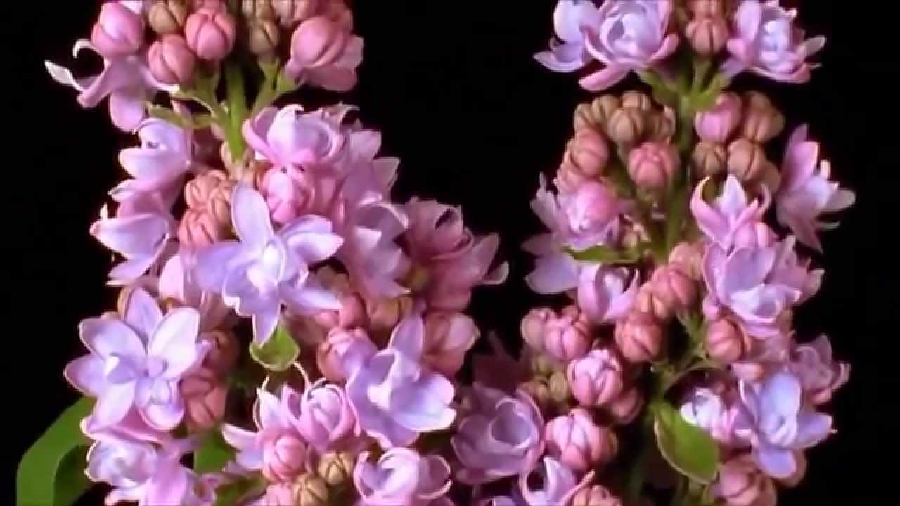 Waltz of Flowers &Time Lapse Flowers Blooming YouTube