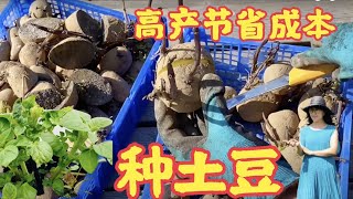 【种菜】种土豆\/马铃薯，高产量节省成本， Potato Plant，種植馬鈴薯方法，种馬鈴薯高產，😄详细介绍过程土豆高产方法