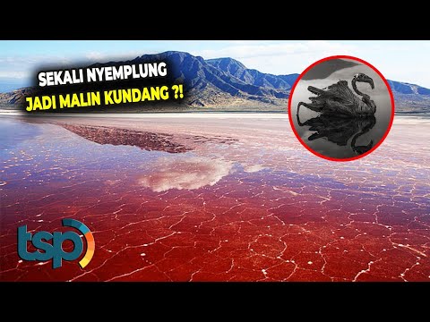 Video: Dunia nyata: gambar jurugambar muda Amerika