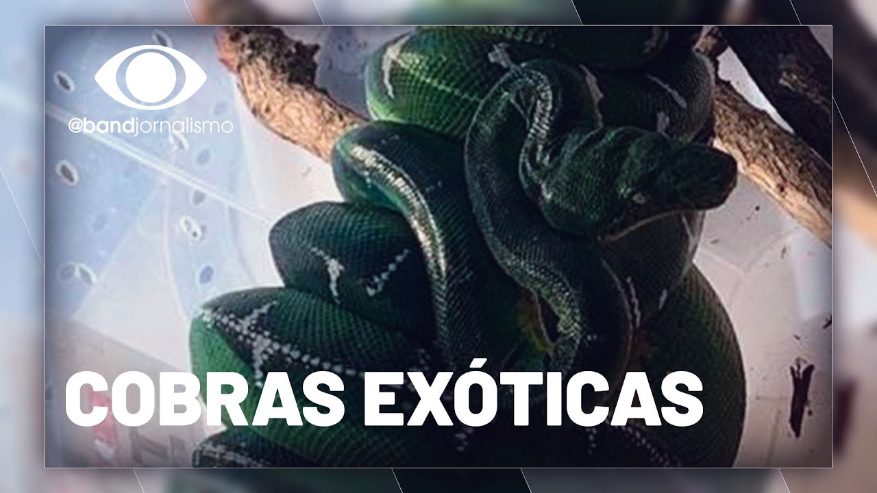 Cobras exóticas dos EUA são encontradas em casa no interior de SP