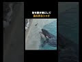 🐬 シャチは海の頂点捕食者として知られていますが、その狩りの方法は単に力だけに頼るものではありません。
