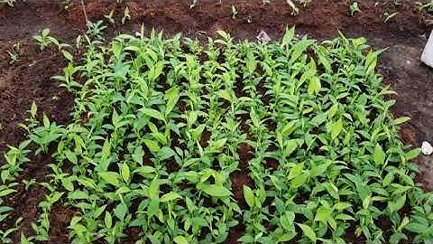 Thăm quan vườn ươm chuối cấy mô - Nông Nghiệp Việt