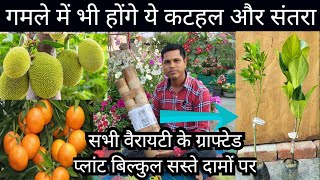 Grafted Fruit Plant Unboxing SJ Nursery || Low cost Grafted plant || Online Fruit Plants by Hamari Bagiya 2,537 views 1 month ago 11 minutes, 52 seconds
