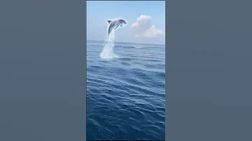 Дельфины выпрыгивают из воды | Maldives islands | Индийский океан