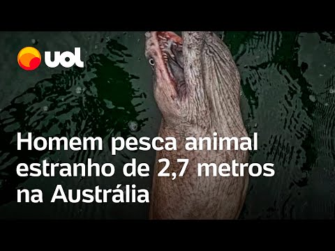 Animal estranho de 2,7 metros é fisgado na Austrália e pescador relata: 'Nunca vi nada parecido'