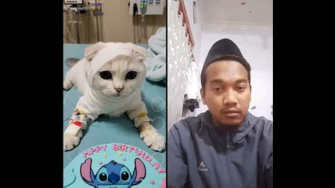 Video 10760081: cats catlover kitten meow, cute kitten meow catlover, kitten catlovers funny meow