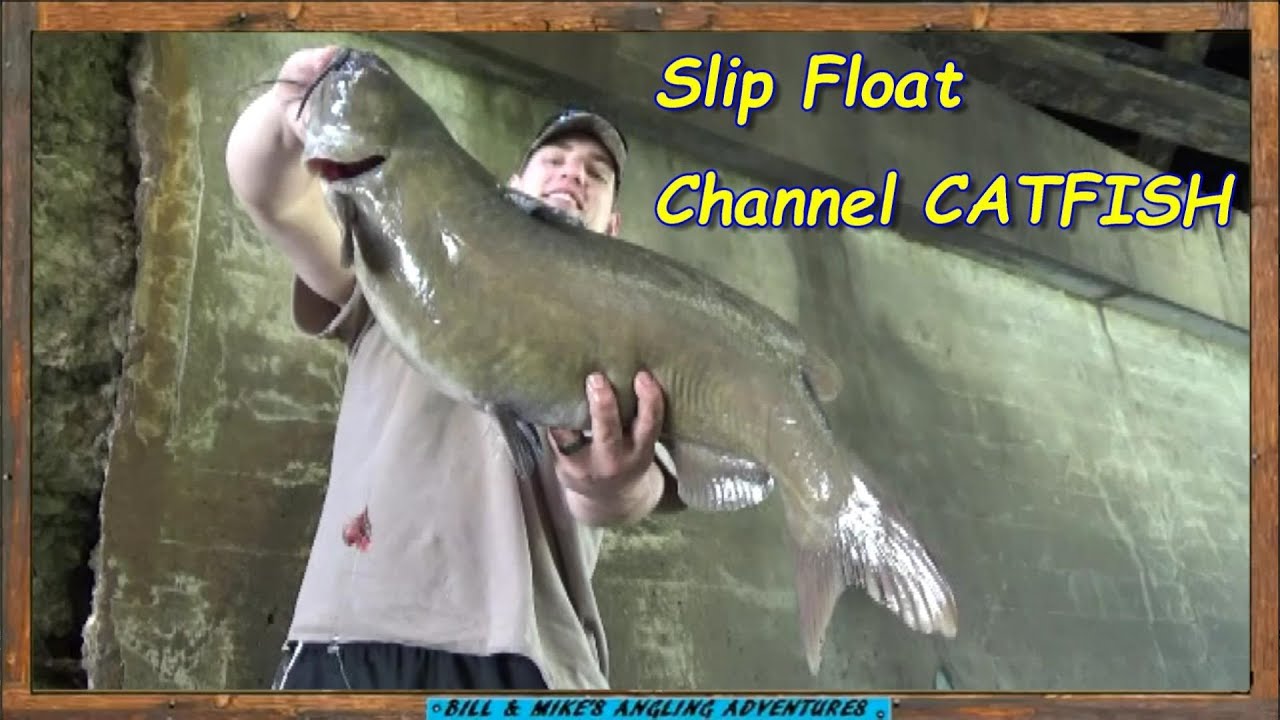 Slip Float Channel CATFISH on Liver Sacks -12 landed 