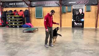 Elite Level Super Dog 'Pax' 21 Mo GSD Obed/Trick/Home Family Protection @protectiondogsalesPDS by Protection Dog Sales 84 views 3 days ago 2 minutes, 8 seconds