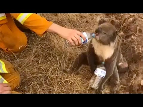 Australia wildfires turning deadly for koala population