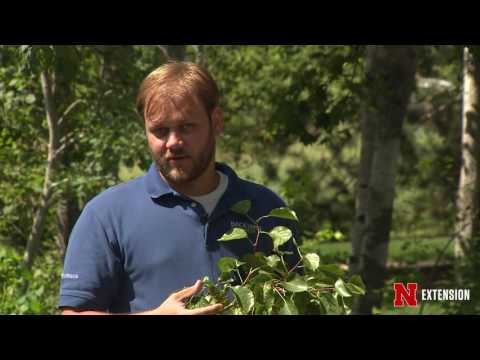 Video: Orange Bramble Rust Info - Håndtering og behandling af Brambles med Orange Rust sygdom