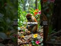 Clever Capuchins &amp; Their Unbelievable Abilities