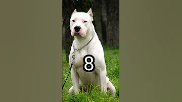 اخطر 10 كلاب في العالم The Most Dangerous 10 Dogs In The World 