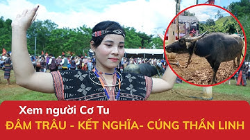Lễ hội văn hóa Cơ Tu ở Sông Kôn | Nghi lễ đâm trâu – Kết Nghĩa - Cúng Thần Linh ở dãy Trường Sơn