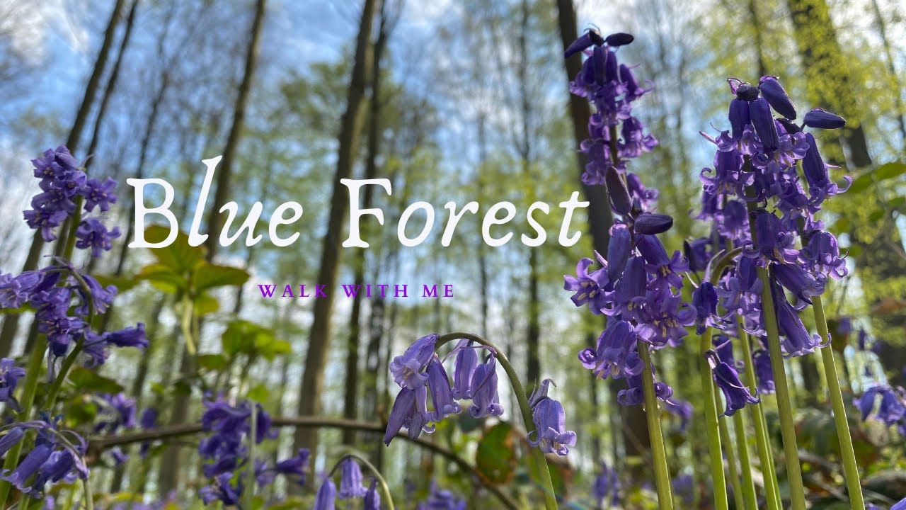 WALKTHROUGH: BLUEBELL Hyacinth Carpet Forest